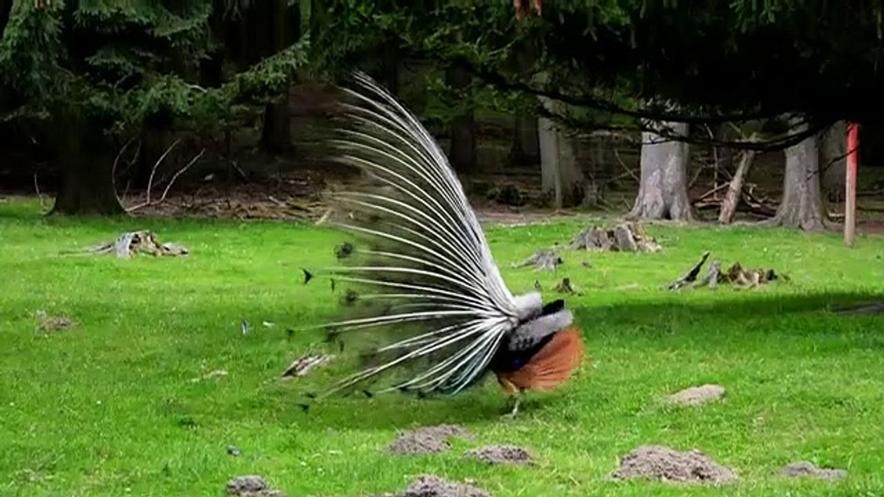 Proud_Peacock