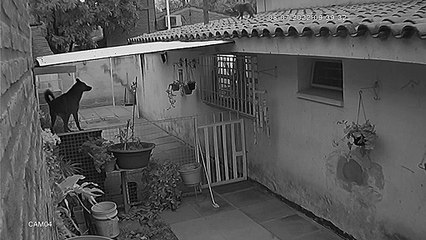 Saving a Cat Pulled off the Wall by a Dog