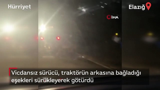 Vicdansız sürücü, traktörün arkasına bağladığı eşekleri sürükleyerek götürdü