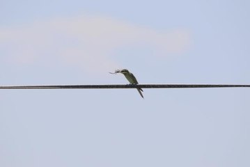 Son dakika haberleri... Yeşil arı kuşunun beslenme anı kameraya yansıdı