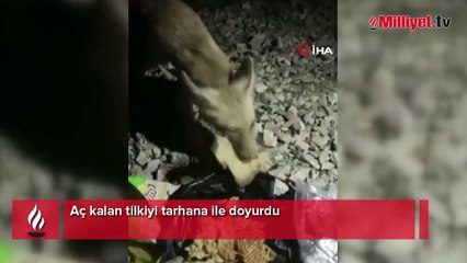 Aç kalan tilkiyi tarhana ile doyurdu