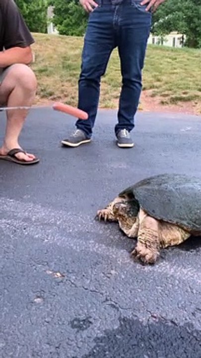 Don't Mess With the Snappers