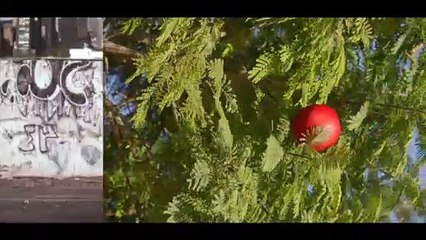 Manfrotto| Crazy Kyz