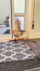 Problem Solver Pup