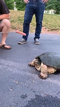 Don't Mess With the Snappers