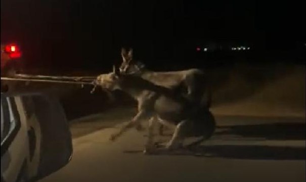 TRAKTÖRÜNÜN ARKASINA BAĞLADIĞI 2 EŞEĞİ SÜRÜKLEYEREK GÖTÜRDÜ