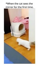 When cat sees the mirror for the first time in his life // Funny animals video