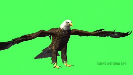 Green-screen-Bald-Eagle-Animation-Video-No-Copyrig