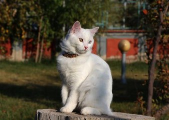 KEDİ VİLLASI'NDA BU YIL 130 YAVRU DÜNYAYA GELDİ