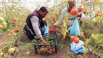 Özalp Belediyesi seralarda yetiştirdiği sebze ve meyveleri ihtiyaç sahiplerine ulaştırıyor