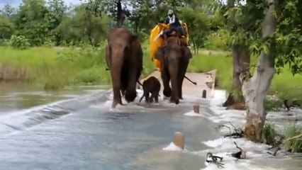 MP: नन्हा हाथी पहली दफा सैर पर निकला था, नाला उफनता देख हाथियों ने बना लिया सुरक्षा घेरा