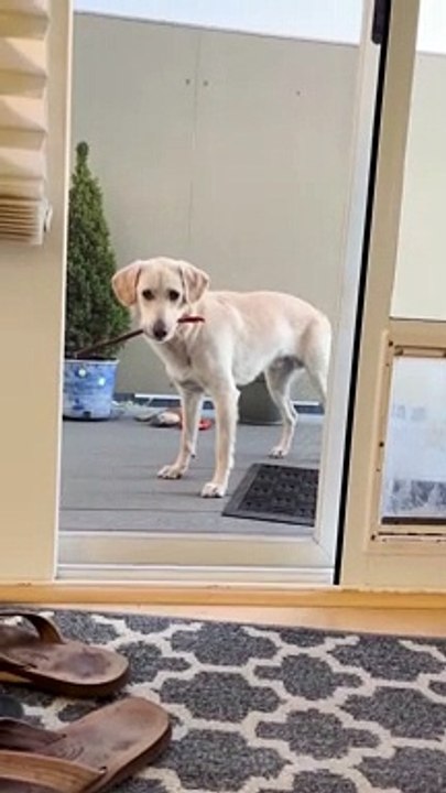 Problem Solver Pup