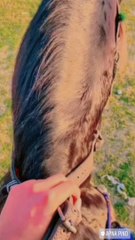 Horse riding||whatsapp status 2022 ||sigma rule||attitude