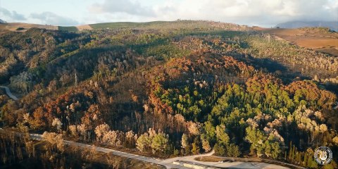 La musica per porre l'attenzione sul bosco incendiato