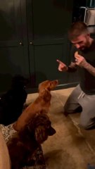 David Beckham Celebrates International Dog's Day