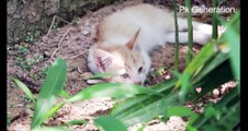 Kittens 4K - Cute Kitten Videos in 4K - Pk Generation*