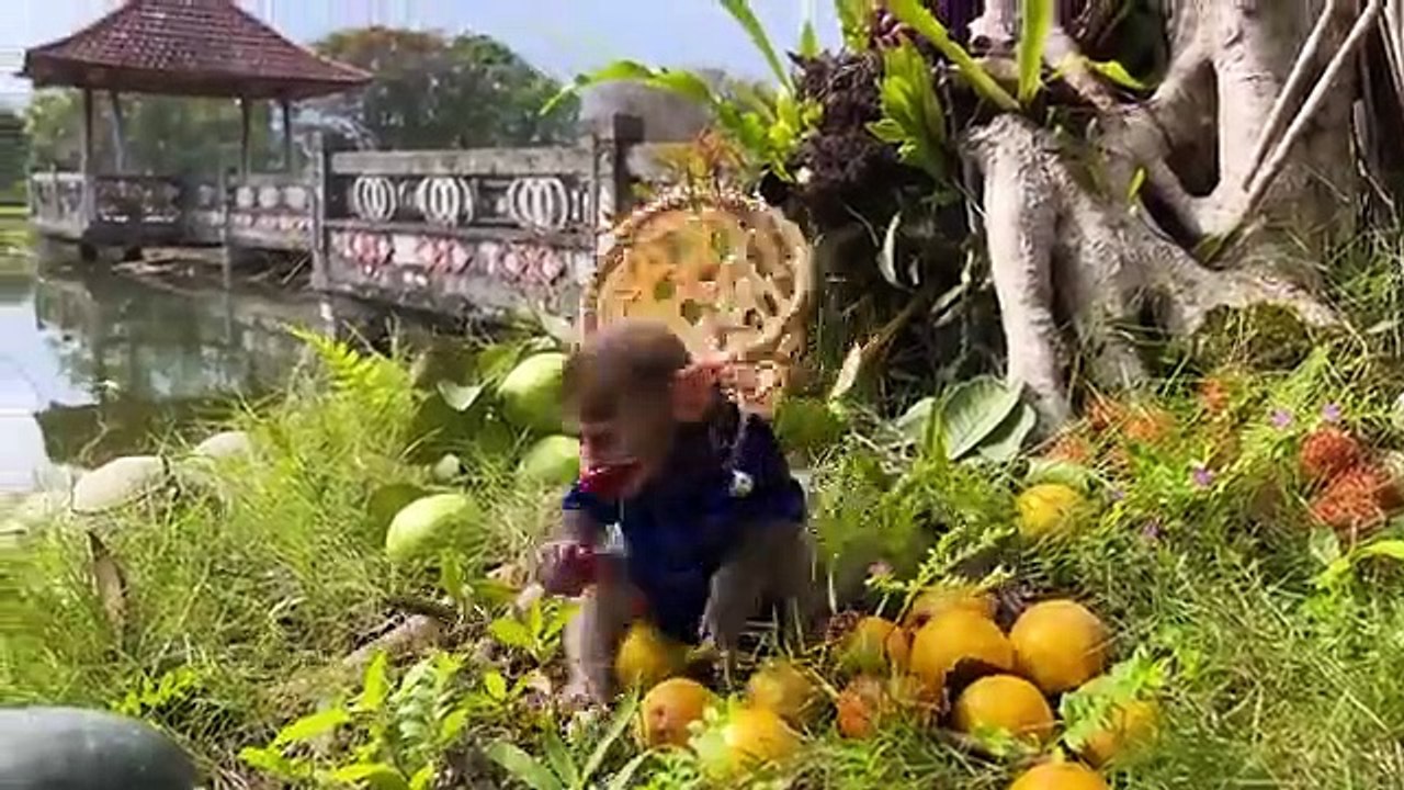 Funny and cute moments of Bim Bim and his wife