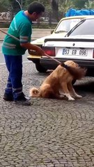 Temizlik personeli süpürgeyle sokak köpeğinin sırtını kaşıdı... O anlar kamerada