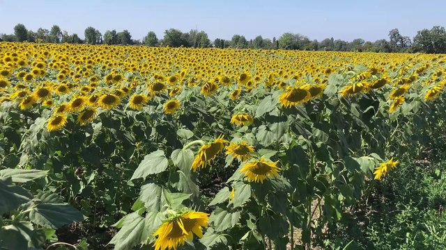 I girasoli della pace di Cascina Claudina: Un messaggio quantomai attuale