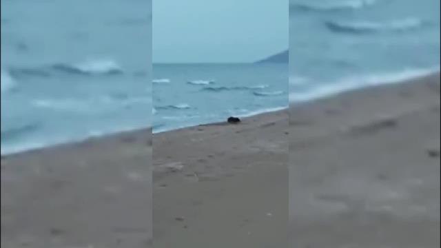 Sinop haberleri! Sinop Sahilinde Nesli Tükenmekte Olan Su Samuru Görüldü