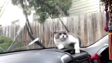 Baby Cats - Cute and Funny Baby Cat Videos Compilation