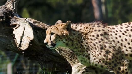 Top Most Beautiful Animals.Along with relaxing music.
