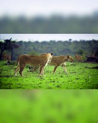 Animals of Asia 4K - Scenic Wildlife Film With Calming #2