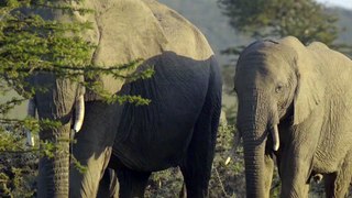 Animals of Asia 4K - Scenic Wildlife Film With Calming 