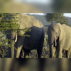 Animals of Asia 4K - Scenic Wildlife Film With Calming 