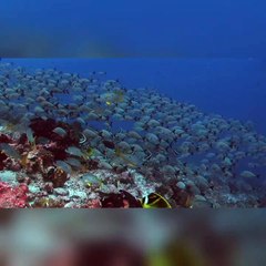 Animals of Asia 4K - Scenic Wildlife Film With Calming 