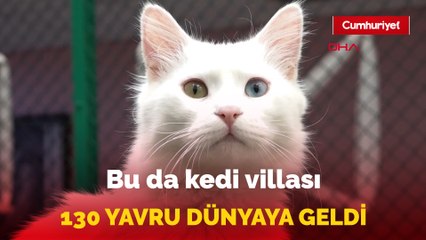 Kedi Villası’nda bu yıl 130 yavru dünyaya geldi