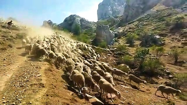 Llegada de las merinas a Las Pintas