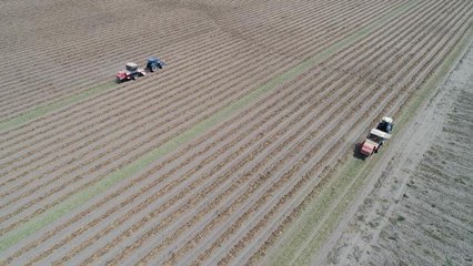 REKOLTE AZALDI, HASADI BAŞLAYAN YER FISTIĞININ FİYATI 5 KAT ARTTI