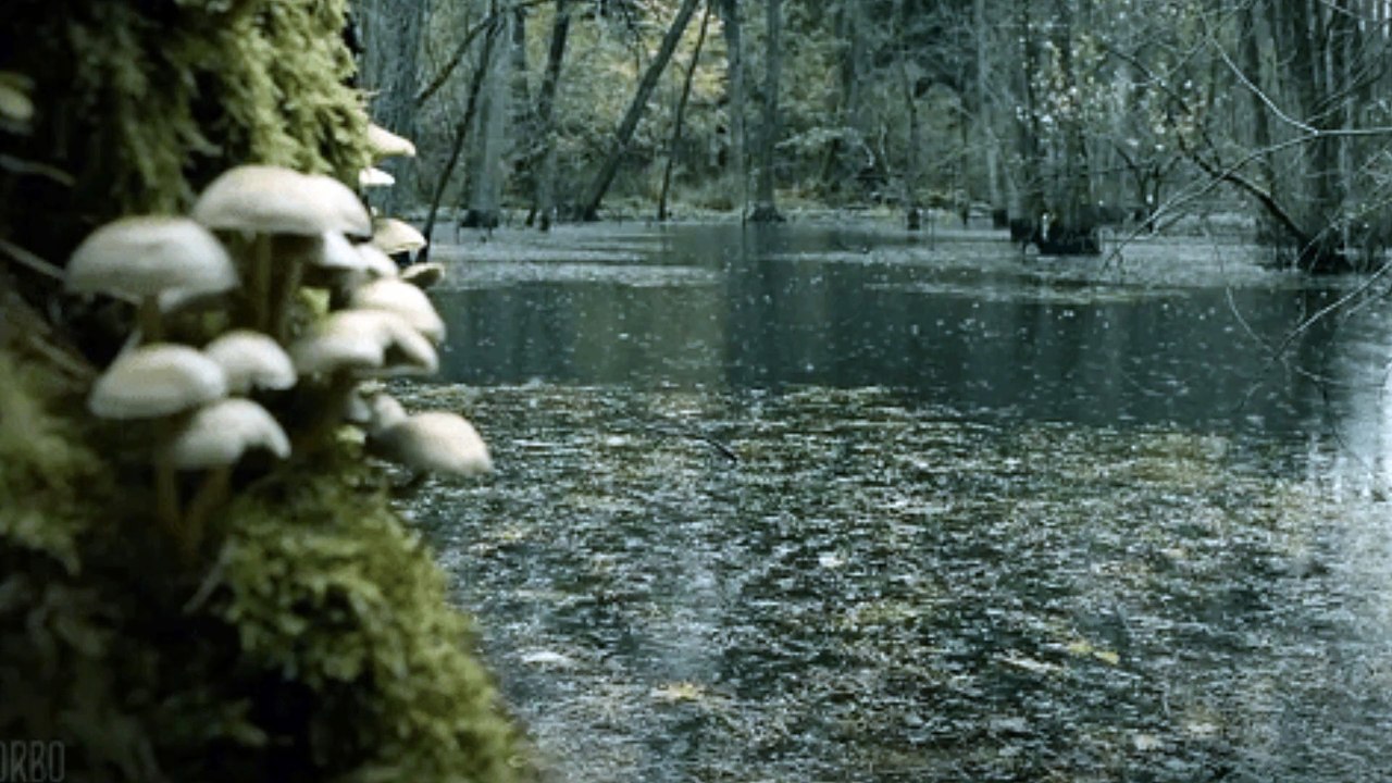 Relax Music| Rain Sound | Rain music | Krishana flute | Thunder Sound