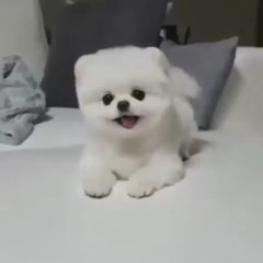 cute  cat and  dog funny video  cat funny video, dog funny video