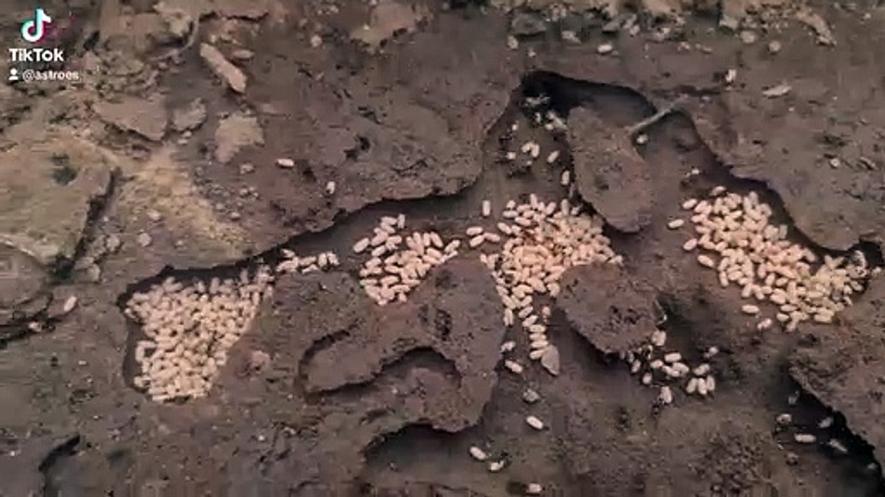 Ameisen..Armee  entdeckung Kampf ums Eier! #shorts #diy #trending #viral #experiments  #ytshorts