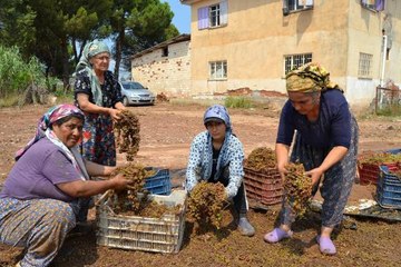 KURUTMAYA BIRAKILAN TONLARCA ÜZÜM SEL SULARINA KAPILDI