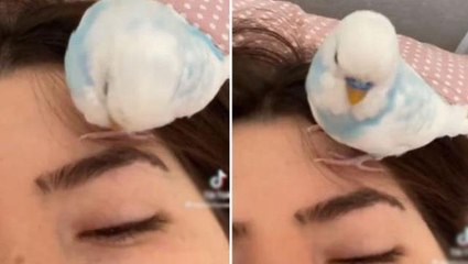 Akıcı Türkçe konuşan kuş, izleyenleri kendisine hayran bıraktı