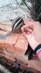 Cute Animals Videos Funny Animals Moment