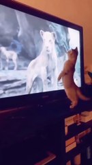 Cute Cat Socked For Lion