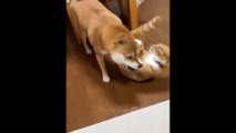 Funny cat and dog fight clip Funny Animals Clips