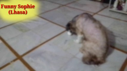 Funniest Dogs - Best of the 2022 Funny Dog Video - Dog Playing with Egg