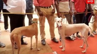 Dog Exhibition : மதுரையில் நடந்த நாட்டின நாய்கள் கண்காட்சி ஒய்யார நடை போட்டு அசத்தல்