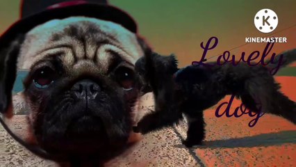 World,s cutest dog breeds/cutest dogs in the world