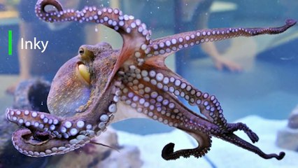 10 Most Intelligent Animals in the World