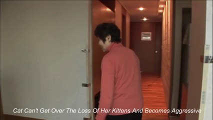 Cat Can't Get Over The Loss Of Her Kittens And Becomes Aggressive | Animal in Crisis