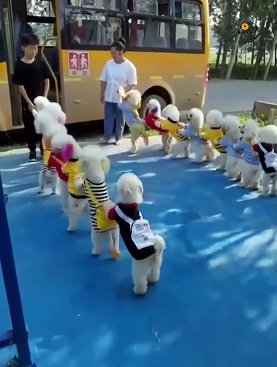 Attack Of The Funny Dogs  The Best Videos About Dogs  Part-8