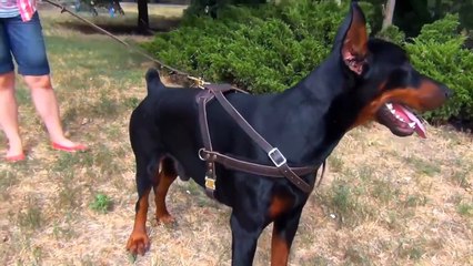 Most Powerful Dog Breeds in the World