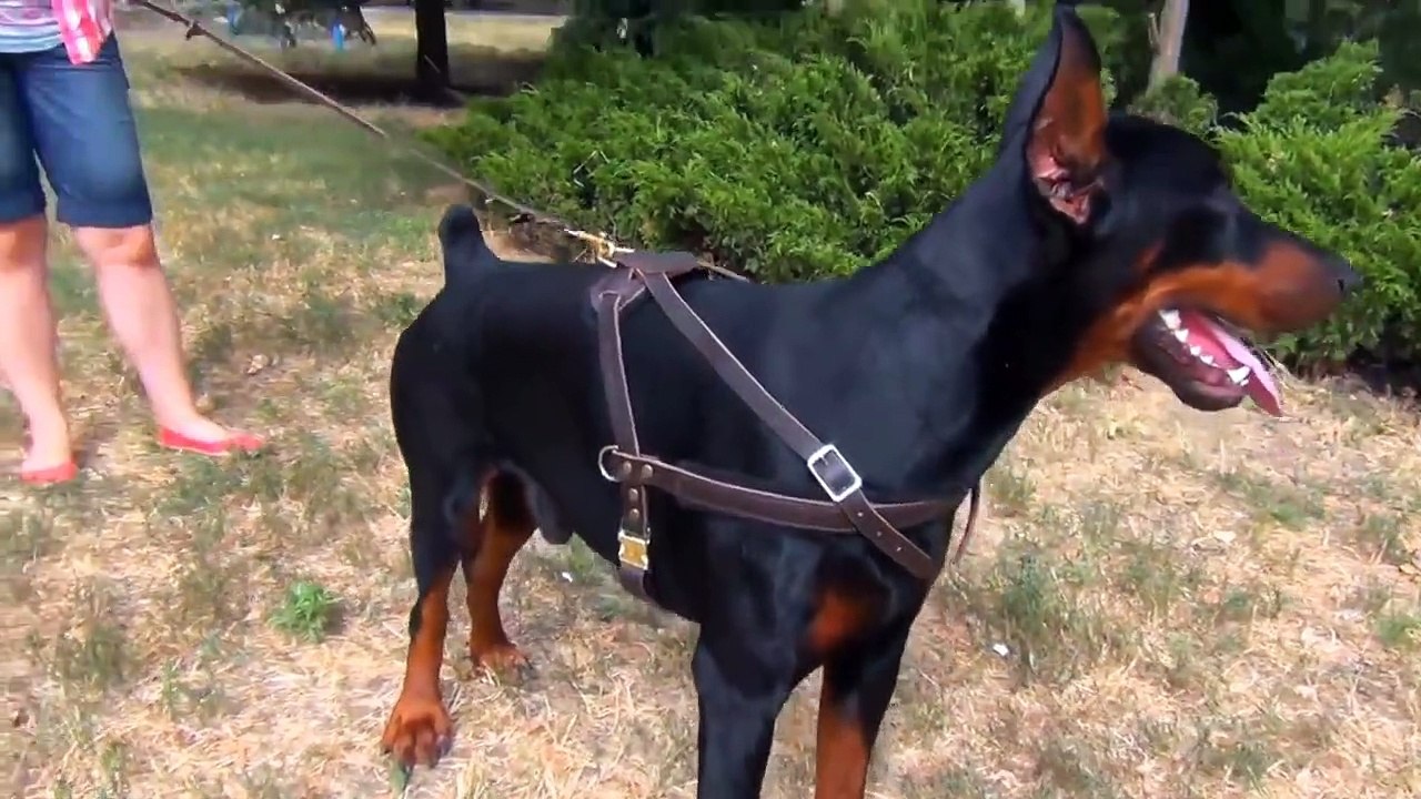 Most Powerful Dog Breeds in the World