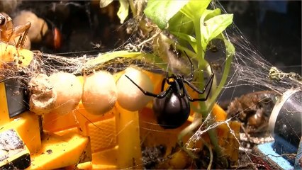 15 Cute But Most Venomous Spiders In The World
